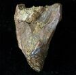 Partially Worn & Rooted Triceratops Tooth #12378-2